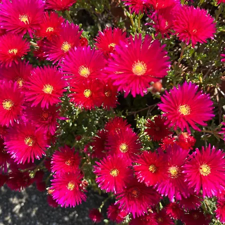 Appartement Poggio&tramonto